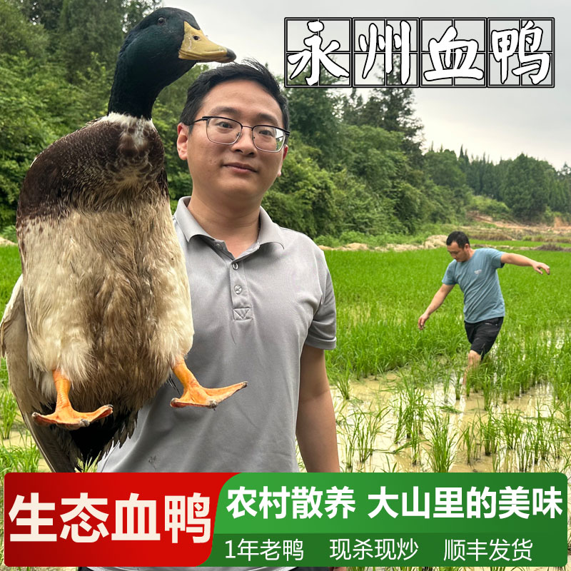 生鲜生态永州血鸭现杀现炒整只农村散养土麻鸭血鸭冷链顺丰包邮