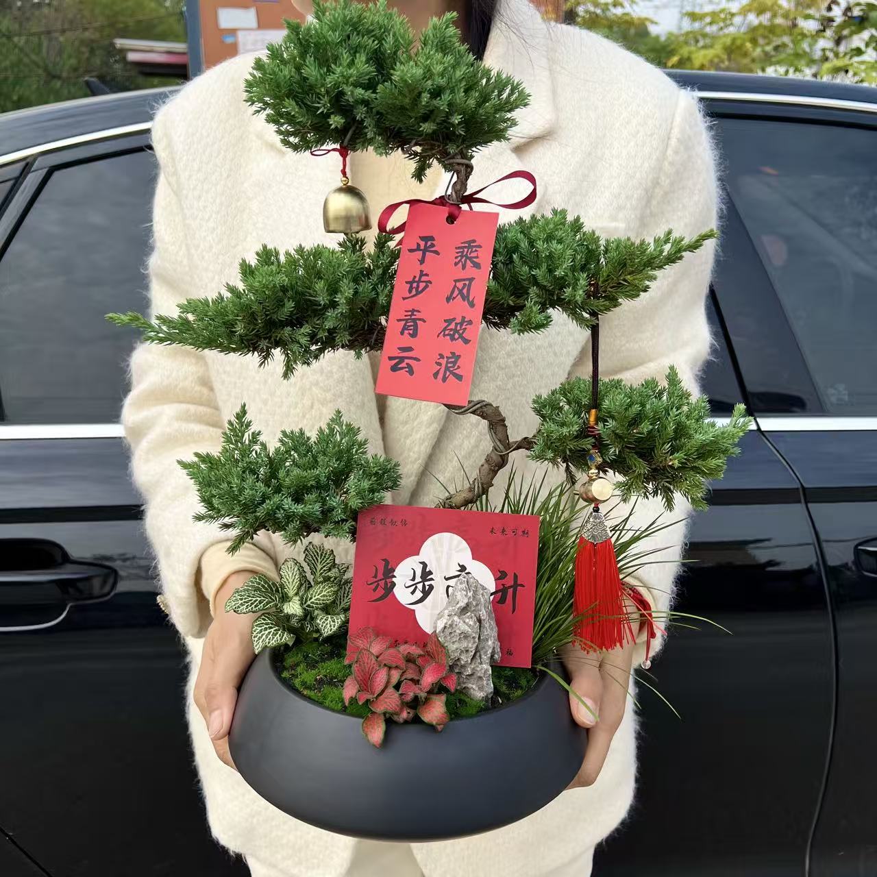 五层塔松盆栽送老师乔迁开业祝寿