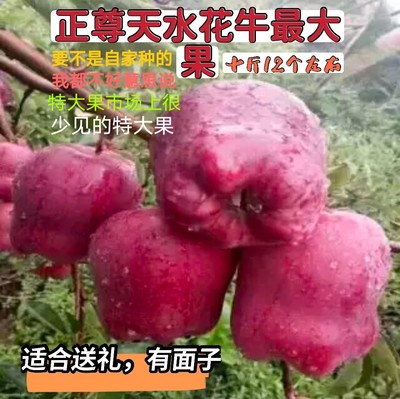 新鲜甘肃苹果花牛一个快一斤