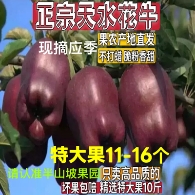 现摘天水红苹果花牛孕妇宝宝刮泥