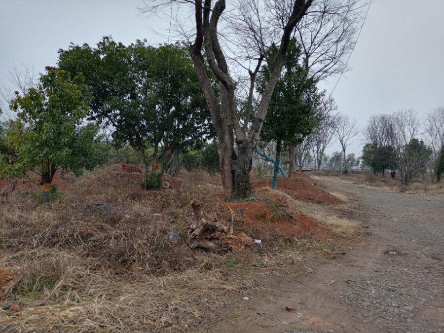 4月26日衢州市朴树、樟树等苗木网络拍卖公告