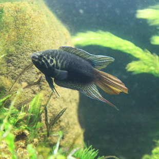 原生鱼淡水鱼国产圆尾斗鱼冷水鱼免增氧好养吃蚊子幼虫练手鱼 包邮