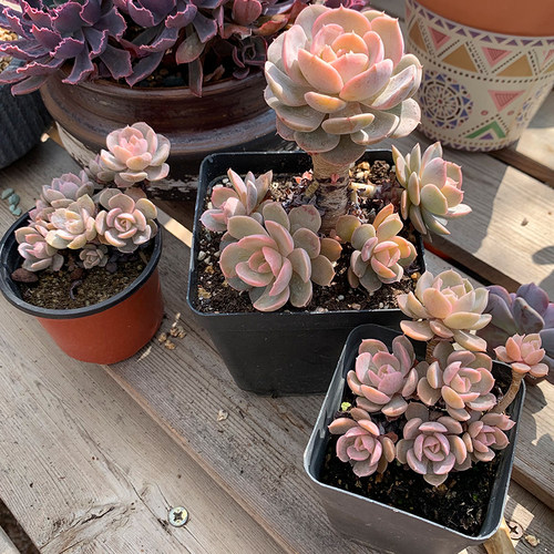 莲花多肉植物素材模板 莲花多肉植物图片下载 小麦优选