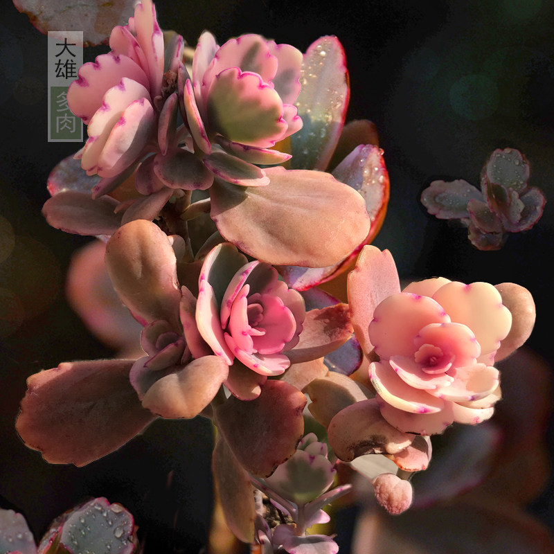 蝴蝶之舞锦 多肉植物玉吊钟锦老桩容易养绿色盆栽花卉绿植阳台