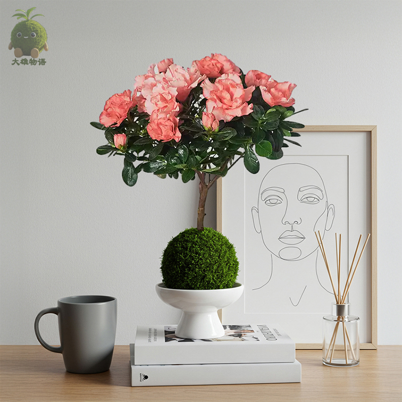杜鹃花苔藓球老桩好养花卉植物