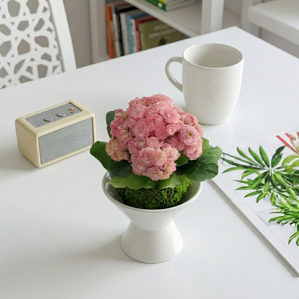 海天霞长寿花 苔藓球粉色多肉植物办公室内阳台盆栽绿植花卉好养