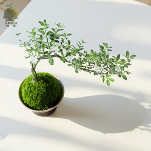 六月雪苔藓球 盆景植物造型水培微景观小型绿植室内苔玉桌面盆栽