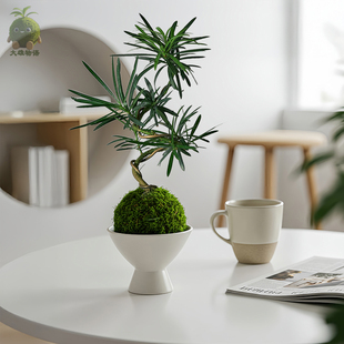 苔玉植物盆栽室内办公室茶室客厅桌面绿植盆景 造型罗汉松苔藓球