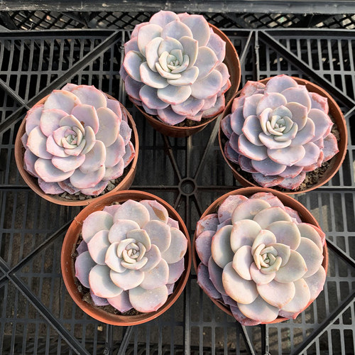 多肉植物雪莲价格 多少钱