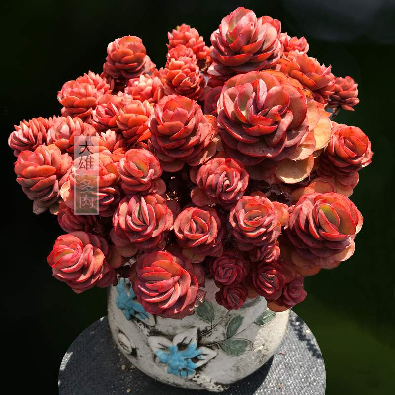 一物一拍 小叶秀妍群生丸叶多肉植物多头老桩精品阳台绿植盆栽组