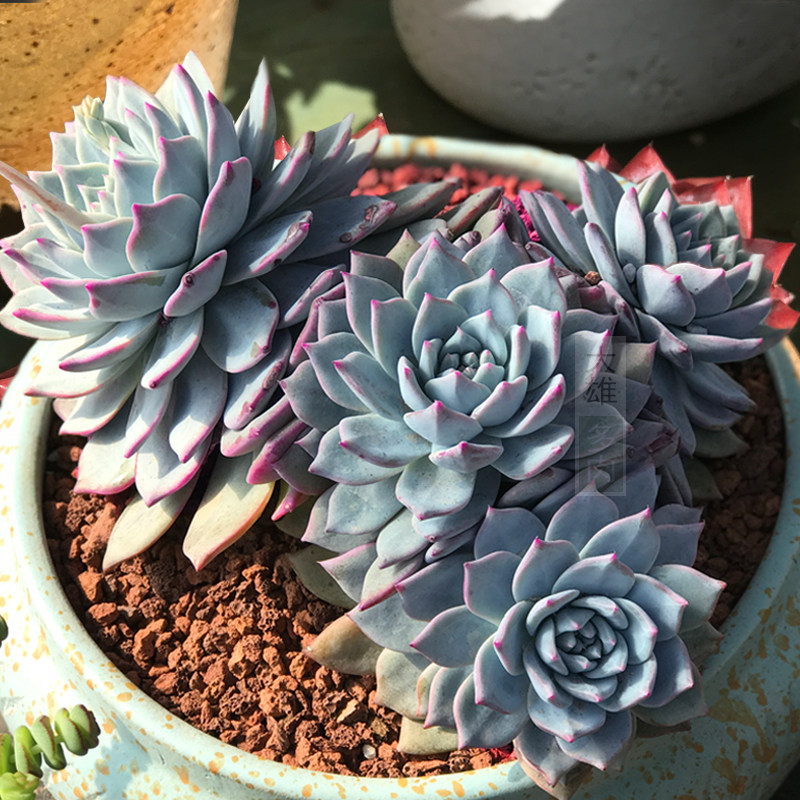 一物一拍 粉蓝鸟大颗老桩多肉植物多头精品好养好度夏绿植蓝鸟