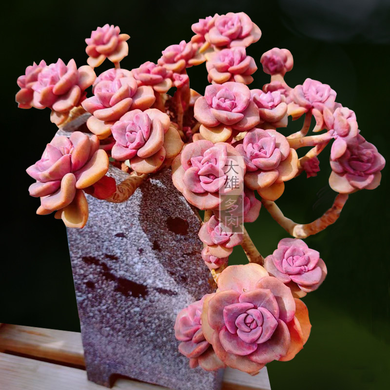 一物一拍 彩虹糖多头群生老桩多肉植物防辐射容易养盆栽组合美观