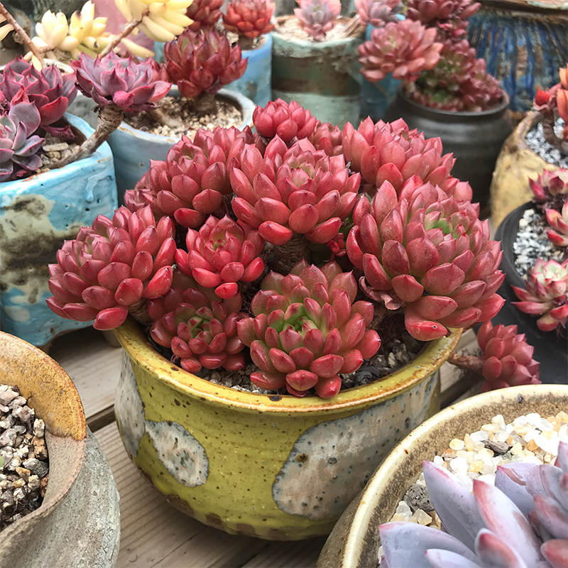 一物一拍 红宝石群生老桩多肉植物阳台大颗好养活精品好度夏肉肉