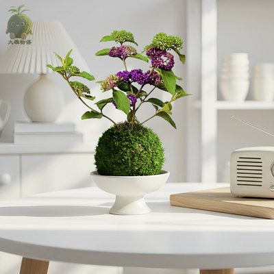 紫珠苔藓球稀有好养绿植盆栽