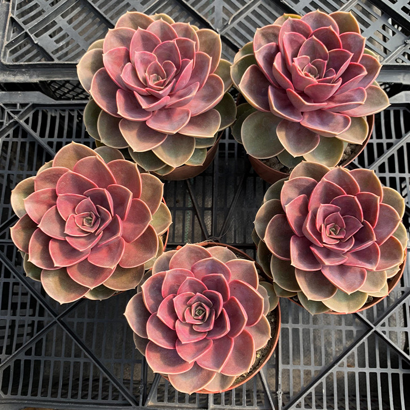 欧紫 新品种进口多肉植物 欧版紫珍珠精品皮实耐热阳台大颗花卉