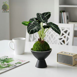黑天鹅苔藓球 忍者绒毛海芋植物室内水培办公桌苔玉盆栽客厅绿植