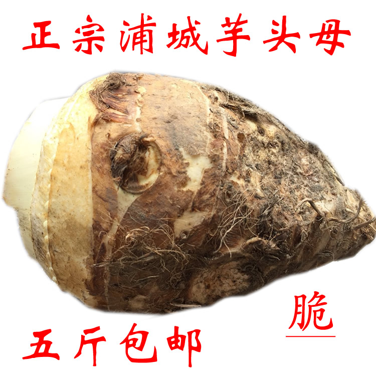 农家自产新鲜浦城芋头母脆爽蔬菜