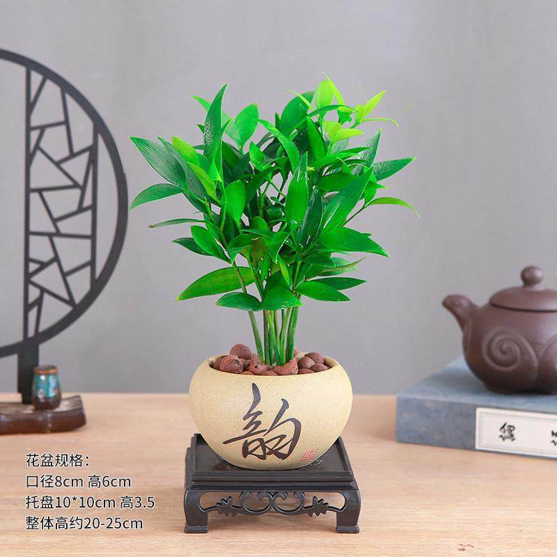 绿植盆栽花卉驱蚊竹文竹大叶竹竹柏办公室室内客厅阳台阳台