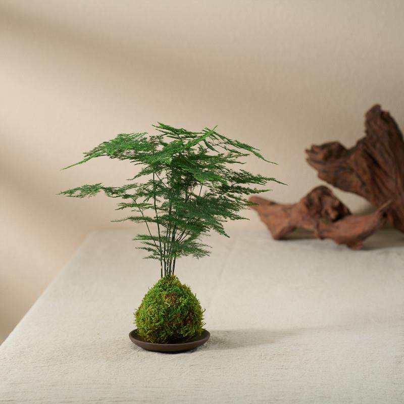 文竹苔藓球净化空气水培易活好养中式办公桌盆景微景观绿植室内