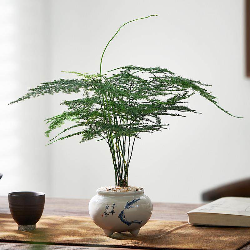 文竹盆栽室内客厅茶桌禅意绿植办公室桌面好养易活趣味植物小摆件