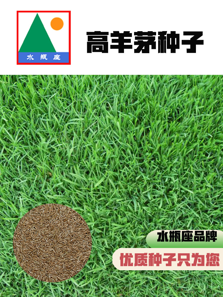 春茵草坪种子1斤高羊茅黑麦早熟禾剪股颖狗牙根白三叶红马蹄金籽