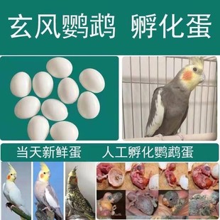 鹦鹉蛋高受精可孵化受精蛋种蛋玄凤七彩文鸟蛋牡丹紫罗兰大头虎皮