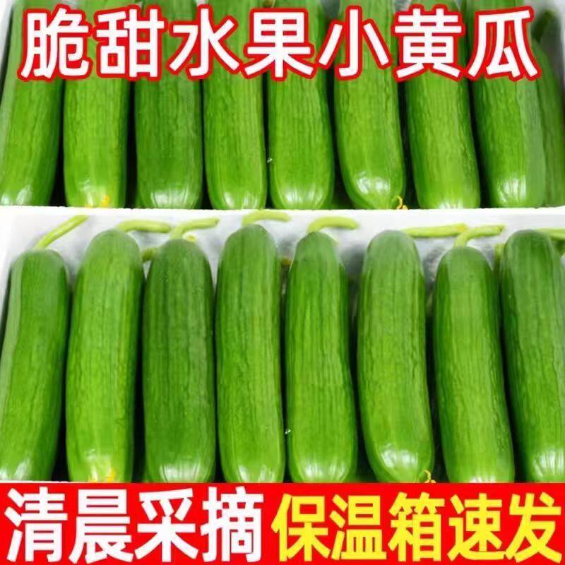 【果农直发】山东潍坊水果黄瓜脆爽新鲜蔬菜包无刺小黄瓜生吃脆甜