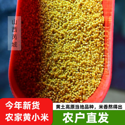 【农家自产】山西运城黄小米米香四溢产地直发当季新米五谷杂粮