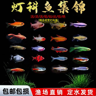 红绿灯宝莲灯黑尾大勾喷火灯观赏鱼小型热带鱼群游 好养 包邮