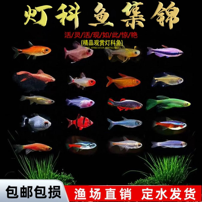 红绿灯宝莲灯黑尾大勾喷火灯观赏鱼小型热带鱼群游包邮好养