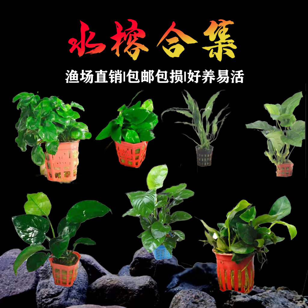 水榕沉木鱼缸水草造景