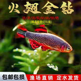 火炽金钻鱼热带观赏鱼小型鱼银河斑马鱼火翅鱼活体群游鱼好养耐活