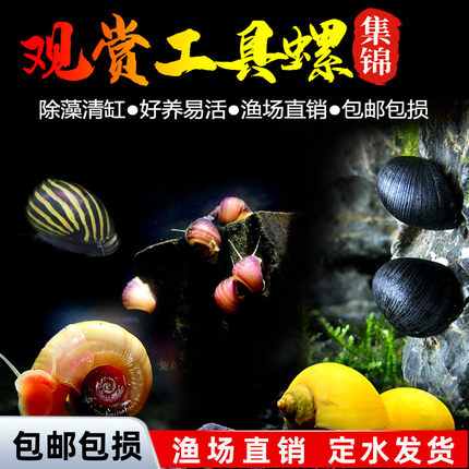 观赏螺苹果螺黑金刚彩蛋螺神秘黄金斑马洋葱清洁除藻工具螺活体螺
