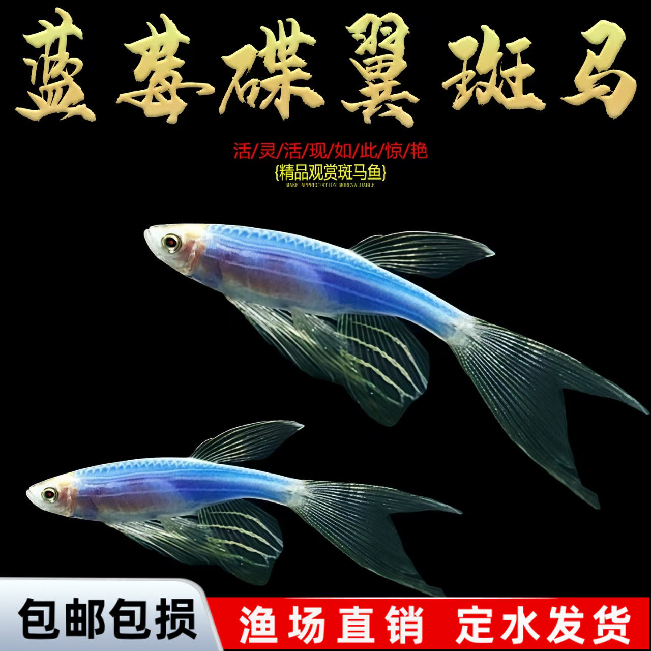 蓝莓蝶翼斑马鱼观赏鱼荧光冷水鱼小型热带鱼活体鱼好养