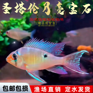 圣塔伦月亮宝石南美慈鲷温顺易养草缸热带鱼观赏鱼活体小型鱼 包邮