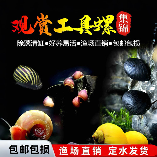 活体清洁黄金斑马神秘彩蛋除藻