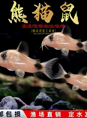 熊猫鼠老鼠鱼清道夫金苔鼠胡子底栖鱼除藻清洁工具鱼热带观赏鱼