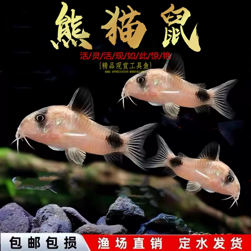 熊猫鼠老鼠鱼清道夫金苔鼠胡子底栖鱼除藻清洁工具鱼热带观赏鱼