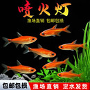 包邮 喷火灯小型鱼热带鱼淡水灯鱼灯科鱼草缸鱼群游宠物活体 包活