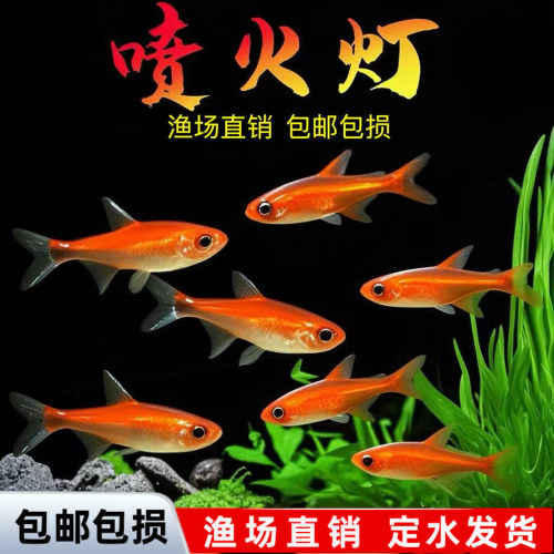 喷火灯小型鱼热带鱼淡水灯鱼
