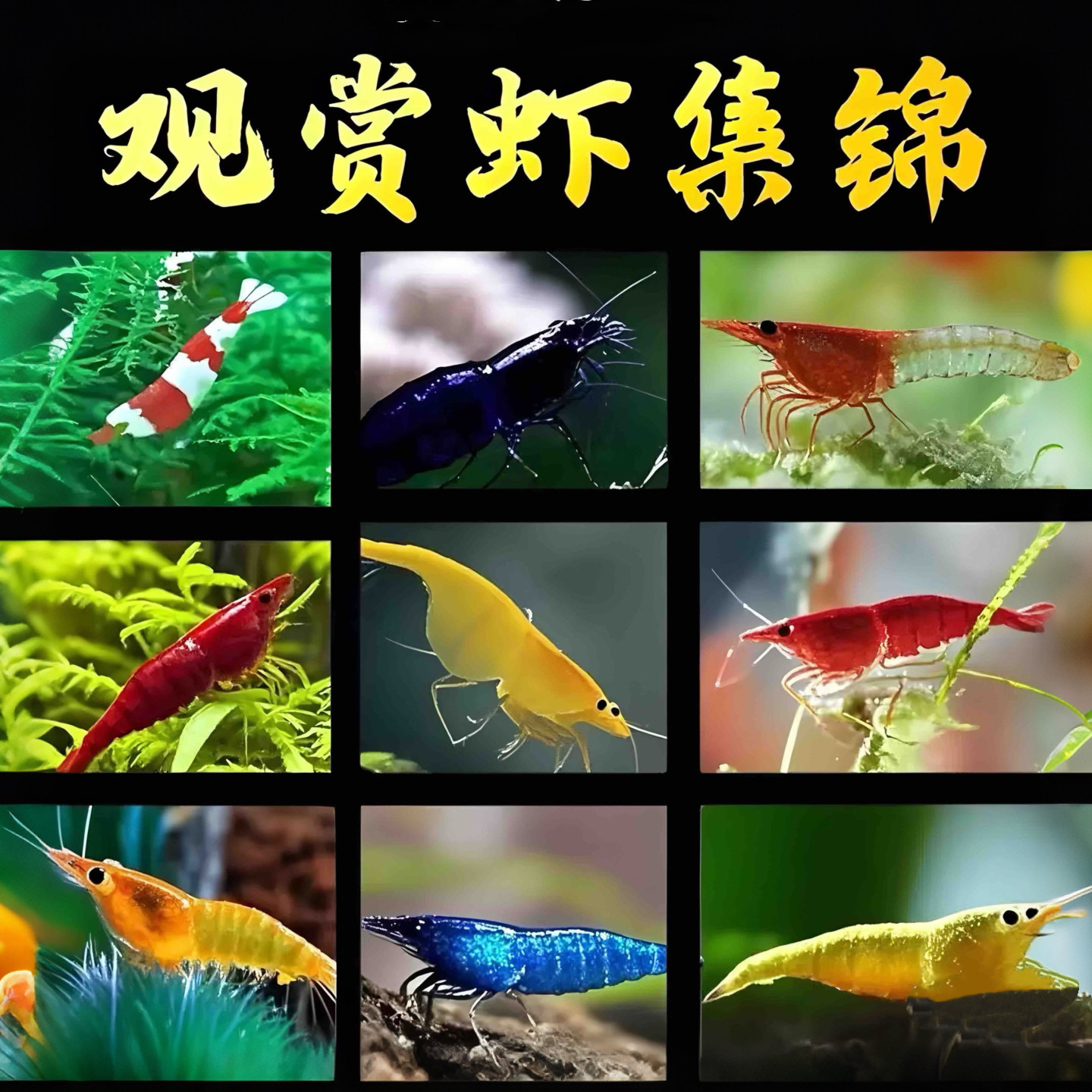热带观赏虾活体淡水宠物黑壳虾水晶虾樱花虾草缸除藻虾工具虾包邮