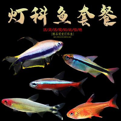 红绿灯宝莲灯黑尾大勾喷火灯观赏鱼小型热带鱼群游包邮好养