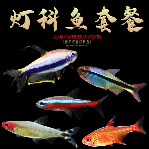红绿灯宝莲灯黑尾大勾喷火灯观赏鱼小型热带鱼群游包邮好养