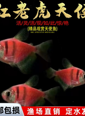 天使鱼观赏鱼彩群鱼热带鱼群游小型鱼淡水鱼好养耐活喂食