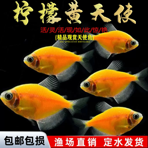 天使鱼观赏鱼热带鱼群游