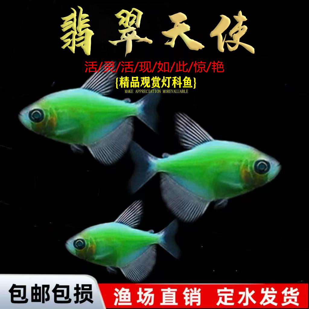 天使鱼观赏鱼彩群鱼热带鱼群游小型鱼淡水鱼好养耐活喂食,宠物/宠物食品及用品,鱼,淘宝优惠券,粉丝福利购,淘宝优惠卷