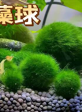 绿藻球散装绿藻球海藻球水草缸新手装饰造景微景缸摆设创意水景观