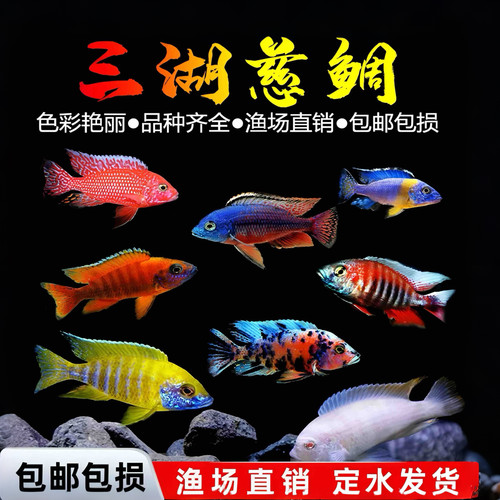 三湖慈鲷中小型易活热带观赏鱼