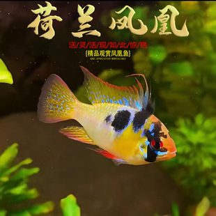 荷兰凤凰金波子阿凡达凤凰鱼宝蓝球热带观赏鱼活体小型淡水鱼