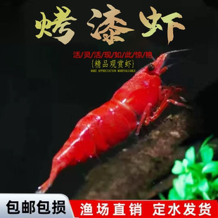 包邮 烤漆虾热带观赏虾活体淡水宠物黑壳虾水晶虾草缸除藻虾工具虾